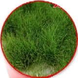 Grass Tufts XXL - 22 mm Self-Adhesive - Light Green